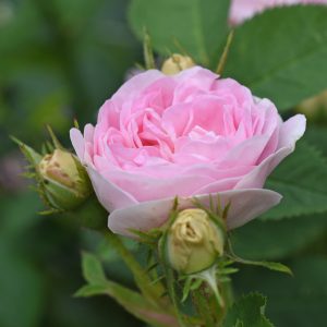 Rosenblüte Rosenöl gehört zu den kostbarsten ätherischen Ölen in der Aromatherapie
